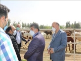 بازدید معاون اقتصادی معاون اول رئیس جمهور از مرکز پرورش اسب ورامین