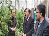 تدبیر ویژه عسگری برای گلخانه‌داران ورامین